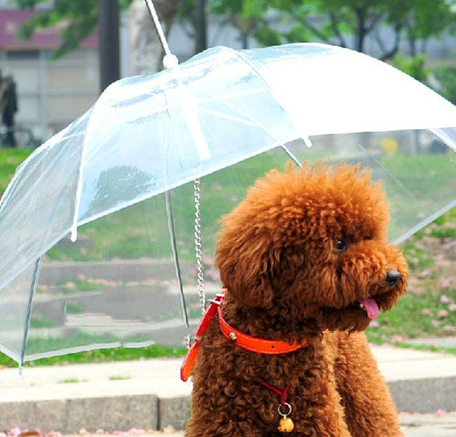 Umbrella
